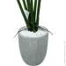  Engard Philodendron, 120    (TW-3983-1)