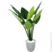   Engard Philodendron, 120    (TW-3983-1)
