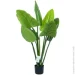   Engard Philodendron, 90  (TW-38)
