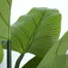   Engard Philodendron, 90  (TW-38)