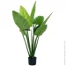   Engard Philodendron, 90  (TW-38)