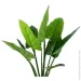   Engard Philodendron, 90  (TW-38)