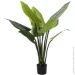   Engard Philodendron, 90  (TW-38)