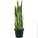   Engard Sansevieria, 92  (DW-12)