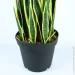   Engard Sansevieria, 92  (DW-12)