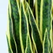   Engard Sansevieria, 92  (DW-12)