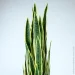  Engard Sansevieria, 92  (DW-12)