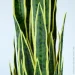   Engard Sansevieria, 92  (DW-12)