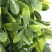     Engard "Schefflera", 65  (AV-02)