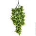     Engard "Schefflera", 65  (AV-02)