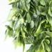     Engard "Schefflera", 65  (AV-02)