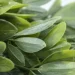     Engard "Schefflera", 65  (AV-02)