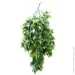     Engard "Schefflera", 65  (AV-02)