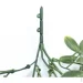     Engard "Schefflera", 65  (AV-02)