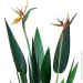   Engard Strelitzia, 120  (TW-25)