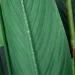   Engard Strelitzia, 120  (TW-25)