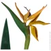   Engard Strelitzia, 120  (TW-25)