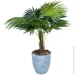 Engard   Fan Palm 120    (DW-2779-1)