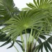 Engard   Fan Palm 120    (DW-2779-1)