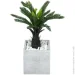 Engard   Fan Palm 60    (DW-2567-1)
