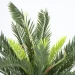 Engard   Fan Palm 60    (DW-2567-1)