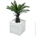 Engard   Fan Palm 60    (DW-2567-1)
