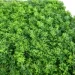 Engard    "" GCK-14 50x50,  (GCK-14)