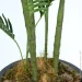 Engard   Palm Tree, 182    (TW-2909-1)