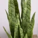  Engard   Sansevieria (DW-11)