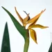 Engard   Strelitzia, 120    (TW-2584-1)