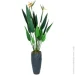 Engard   Strelitzia, 120    (TW-2584-1)