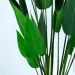 Engard   Strelitzia, 120    (TW-2584-1)