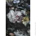 Essenza    Fleur Festive 2   