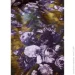 Essenza    Leila Forest green 2   