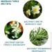 Estem    "Classic" (, )