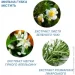Estem    "Medical", 7 