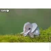  Eugy :  (XEG-010)
