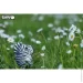  Eugy :  (XEG-011)