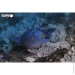  Eugy  3 :   (XEG-049)