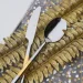 Fiora    Golden bamboo 24 