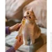Gimcat   /, 200 (4002064401881)