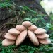 Guidecraft Natural Play   (G6771)