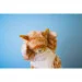   Hansa Toys  ,  Puppet (7182)