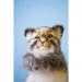   Hansa Toys ,  Puppet (7519)