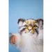   Hansa Toys ,  Puppet (7519)