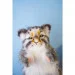   Hansa Toys ,  Puppet (7519)
