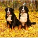 Helma 365  HELMA 2026 30  30  Dogs (LP02-26)