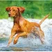 Helma 365  HELMA 2026 30  30  Dogs (LP02-26)