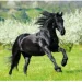 Helma 365  HELMA 2026 30  30  Horses (LP03-26)