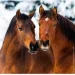 Helma 365  HELMA 2026 30  30  Horses (LP03-26)